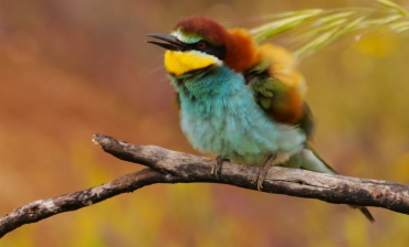 Fotógrafos en acción en sesiones con Abejarucos