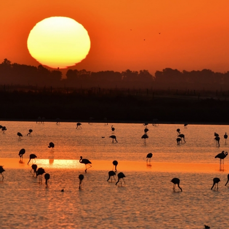 Fotógrafos capturando la magia del amanecer en la marisma de Doñana 