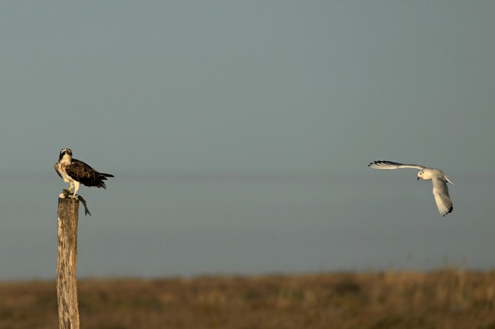 Dos días con la  Nikon Z9 en la marisma de Doñana.