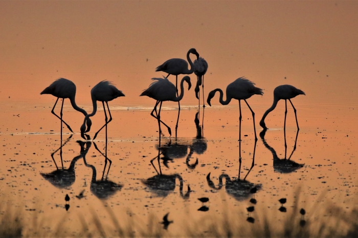 La primavera en Doñana a través de mis fotografías  