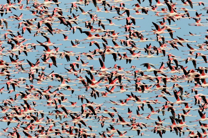 Miles de aves toman la marisma de Doñana 
