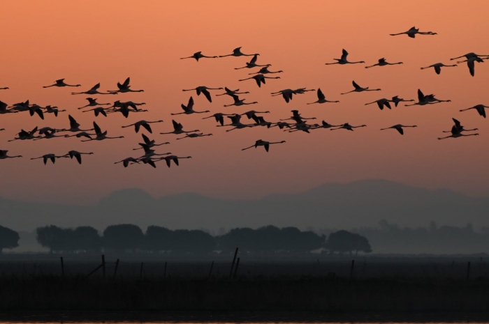 Un fin de semana en  Doñana con la nueva Nikon Z6 II