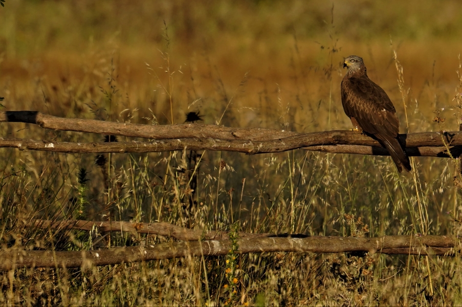 24 horas con el nuevo  objetivo  Tamron 150-500 para Sony E