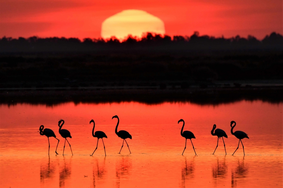 Amaneceres y atardeceres de ensueño en Doñana.