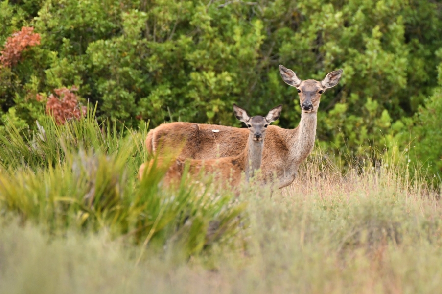 Así transcurrió el Taller Fotográfico de la Berrea en Doñana  