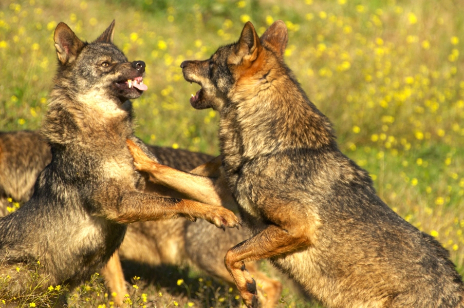 Fotógrafos AFA Alcalá por la conservación del lobo ibérico Fundación Malpartida     