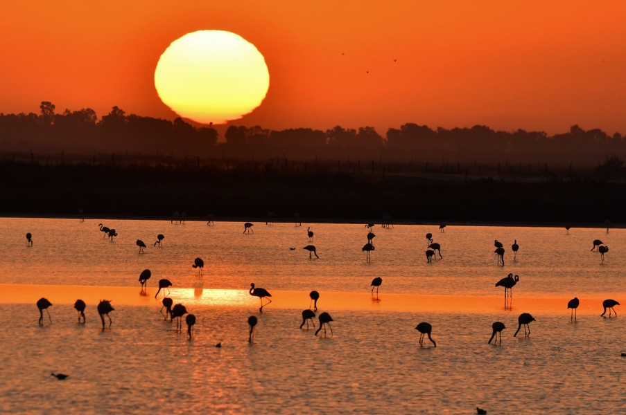 Fotógrafos capturando la magia del amanecer en la marisma de Doñana 