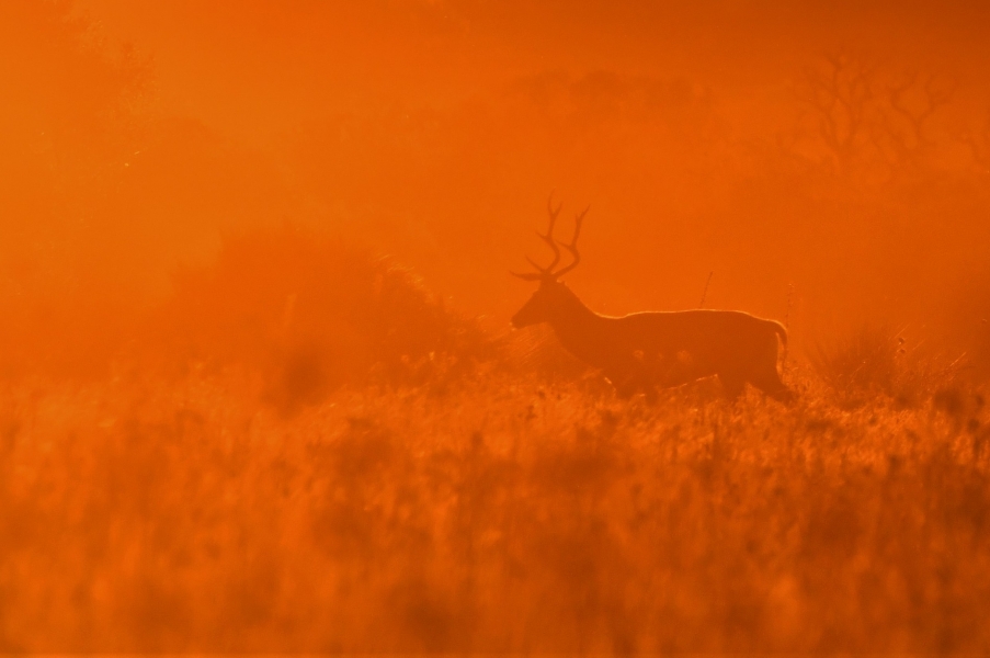 Fotógrafos disfrutando de la Berrea en Doñana  