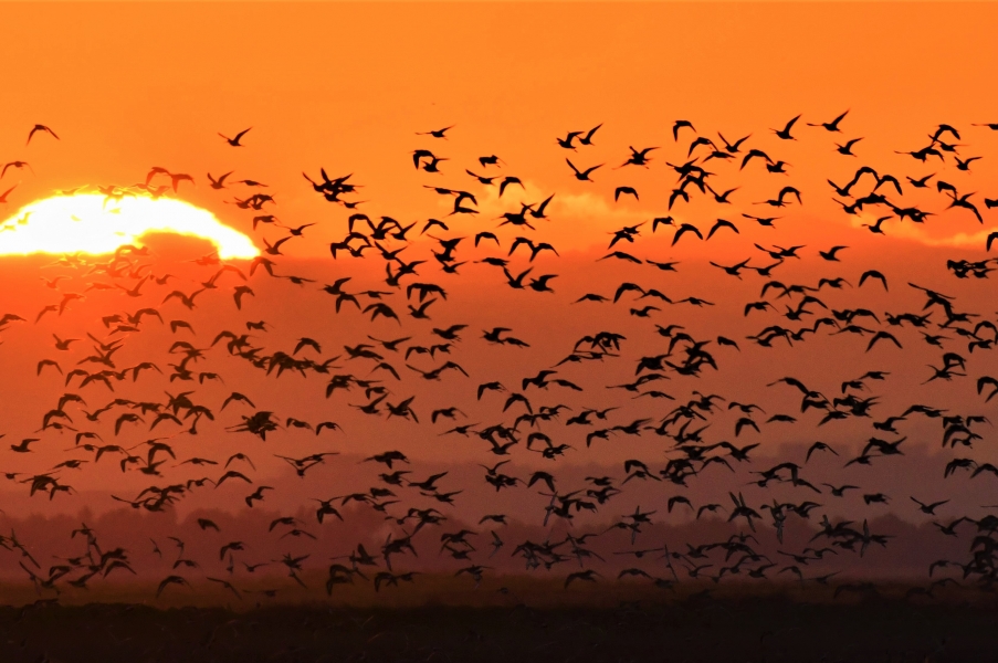 Fotógrafos en acción en Doñana y Taller La Magia de Andújar