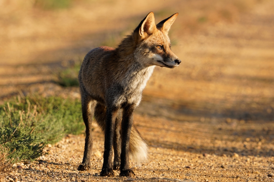 Jornada fotográfica en la marisma de Doñana con Sony