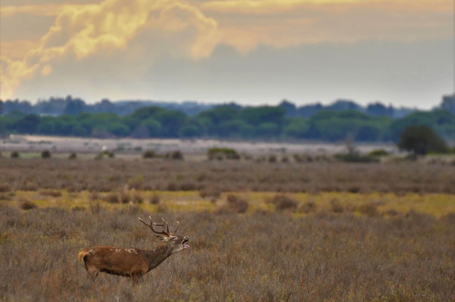 La Berrea en Doñana resumen taller fotográfico 16 septiembre 2023  