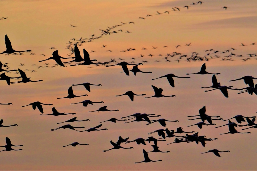 Marismas del Guadalquivir el paraíso de las aves