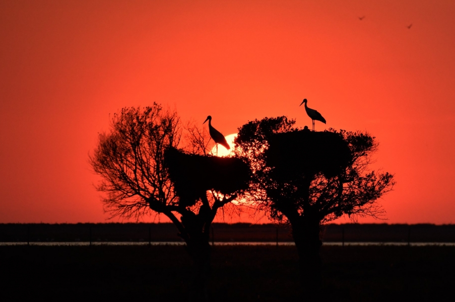 Fotografiando un  atardecer mágico en la marisma de  Doñana